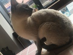 -吉丁鸟咖·异宠·寄养