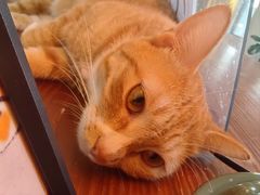 -有猫主题·治愈系猫咖(曾厝垵店)