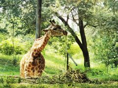 -北京野生动物园