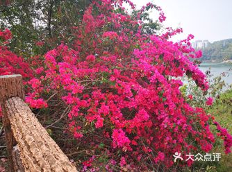 春日踏青～梅林绿道8km