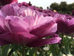 -上海鲜花港