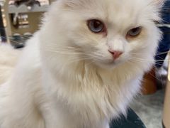 -瞄一喵猫咖(格力海岸店)