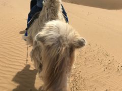 -银肯塔拉沙漠生态旅游景区