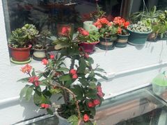 -北京龙庆四季香农家饭庄·灶台鱼·碳烤虹鳟鱼(龙庆峡店)