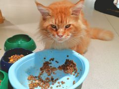 -藏猫猫咖啡主题馆(中央大道店)