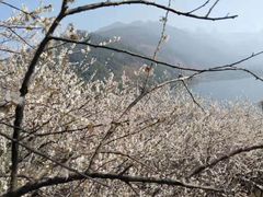-广州市流溪河国家森林公园