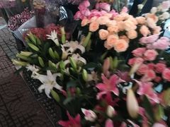 -长宁东道花卉宠物市场