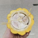 可可本尊