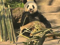 -都江堰中华大熊猫苑