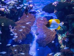 -上海海洋水族馆