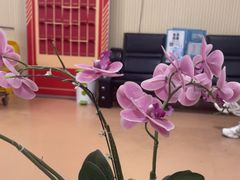 -上海和平眼科医院
