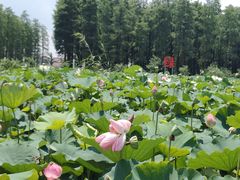 -渌洋湖湿地公园