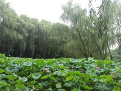 -洛阳市隋唐城遗址植物园