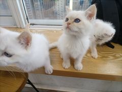 -Heymao猫咖.咖啡厅(东门店)