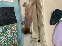 -爱洗澡的猫(望京店)