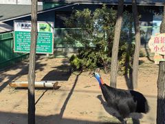 -西霞口神雕山野生动物世界