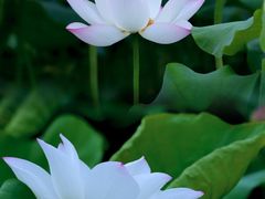 -荔湾湖公园