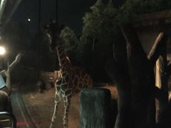 -清迈夜间动物园