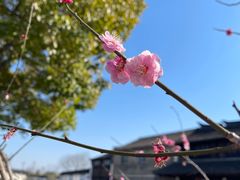 -黎里古镇
