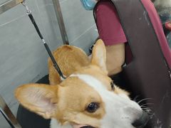 -宠福鑫康馨动物医院·骨科·眼科