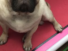 -八公叔叔宠物美容连锁(春申店)