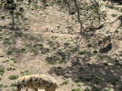 -哈尔滨北方森林动物园