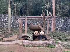-都江堰中华大熊猫苑