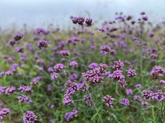 -洋湖国家湿地公园