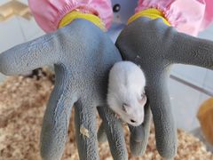 -怪兽屋·羊驼·猫咖·狗咖(俊华广场店)