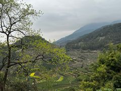 -杨家堂村