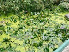 -深圳国际园林花卉博览园