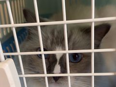 -瑞鹏宠物医院·骨科·猫科·内科(第一中心)