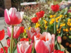 -溪岸路花鸟市场