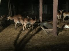 -清迈夜间动物园