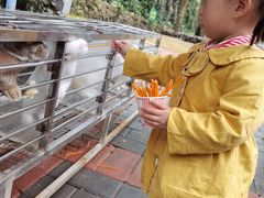 -贵州森林野生动物园