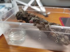 -酷以爬仙阁实体爬宠店·守宫·蜥蜴·专业繁育