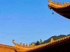 -深圳仙湖植物园