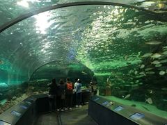 -瑞普利水族馆
