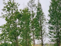 -眉山湿地公园(东坡区)