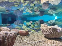 -北戴河圣蓝海洋公园