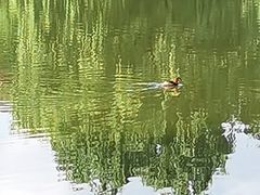 -沈阳于洪碧桂园凤凰酒店