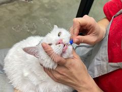 -PETKIT 小佩宠物·低压洗护·美容·寄养(安远店)