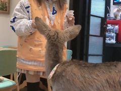 -猫色咖啡·猫咖