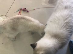 -鼓捣猫呢主题猫咖店