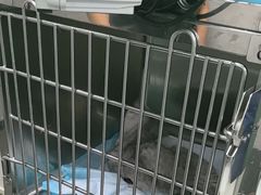 -半岛宠物医院24小时(科华中路店)