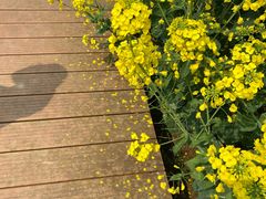 -紫颐香薰山谷景区