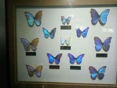 -上海昆虫博物馆