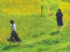 -四季酒店下午茶