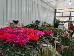 -金科花卉市场
