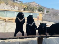 -东方熊牧场